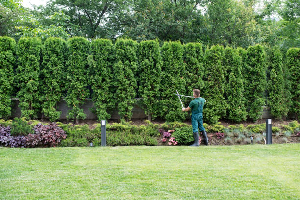 Reliable Pharr, TX Tree Services Solutions
